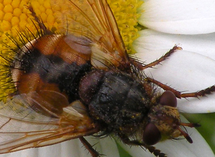 Tachina cf magnicornis ♂ e ♀ (Tachinidae)